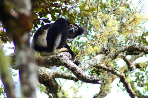 Faith and Lemurs…Leap